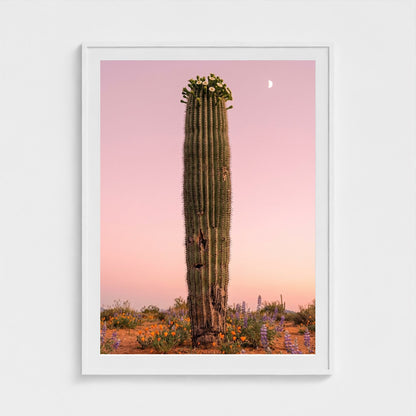 cactus-pink 36x48-white frame frame