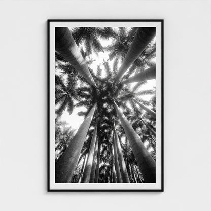bw-palm-cathedral 40x60-black frame frame