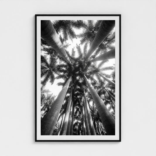 bw-palm-cathedral 40x60-black frame frame