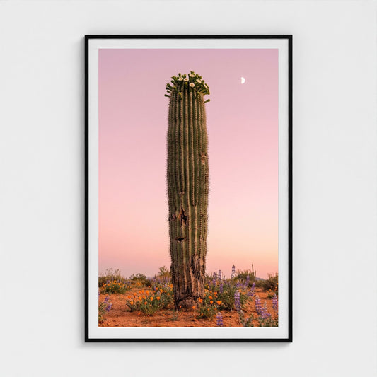cactus-pink 40x60-black frame frame