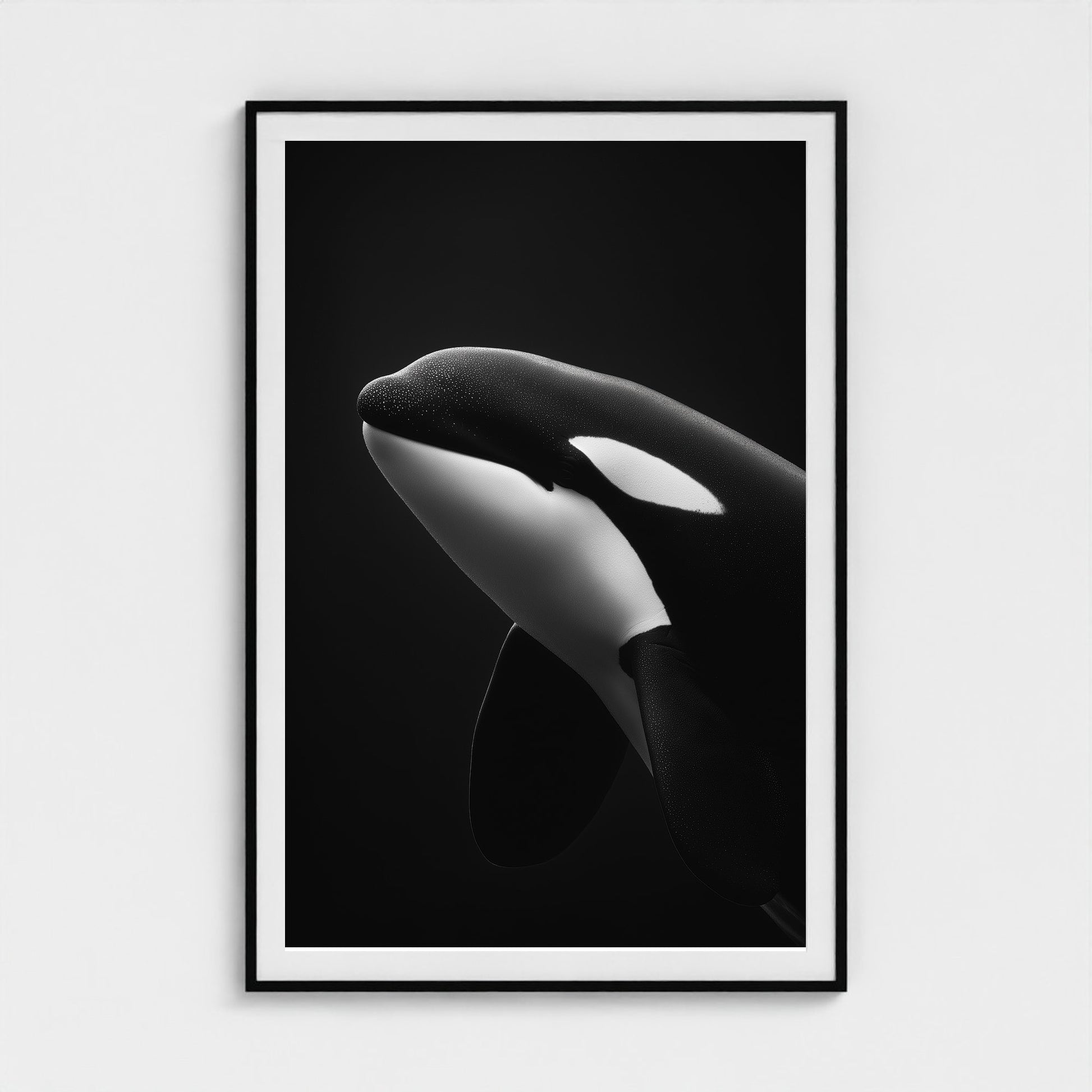 black-and-white-killer-whale-portrait-minimal-back-474a6497- 40x60-black frame frame