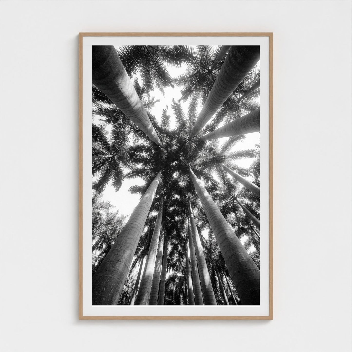 bw-palm-cathedral 40x60-natural frame frame