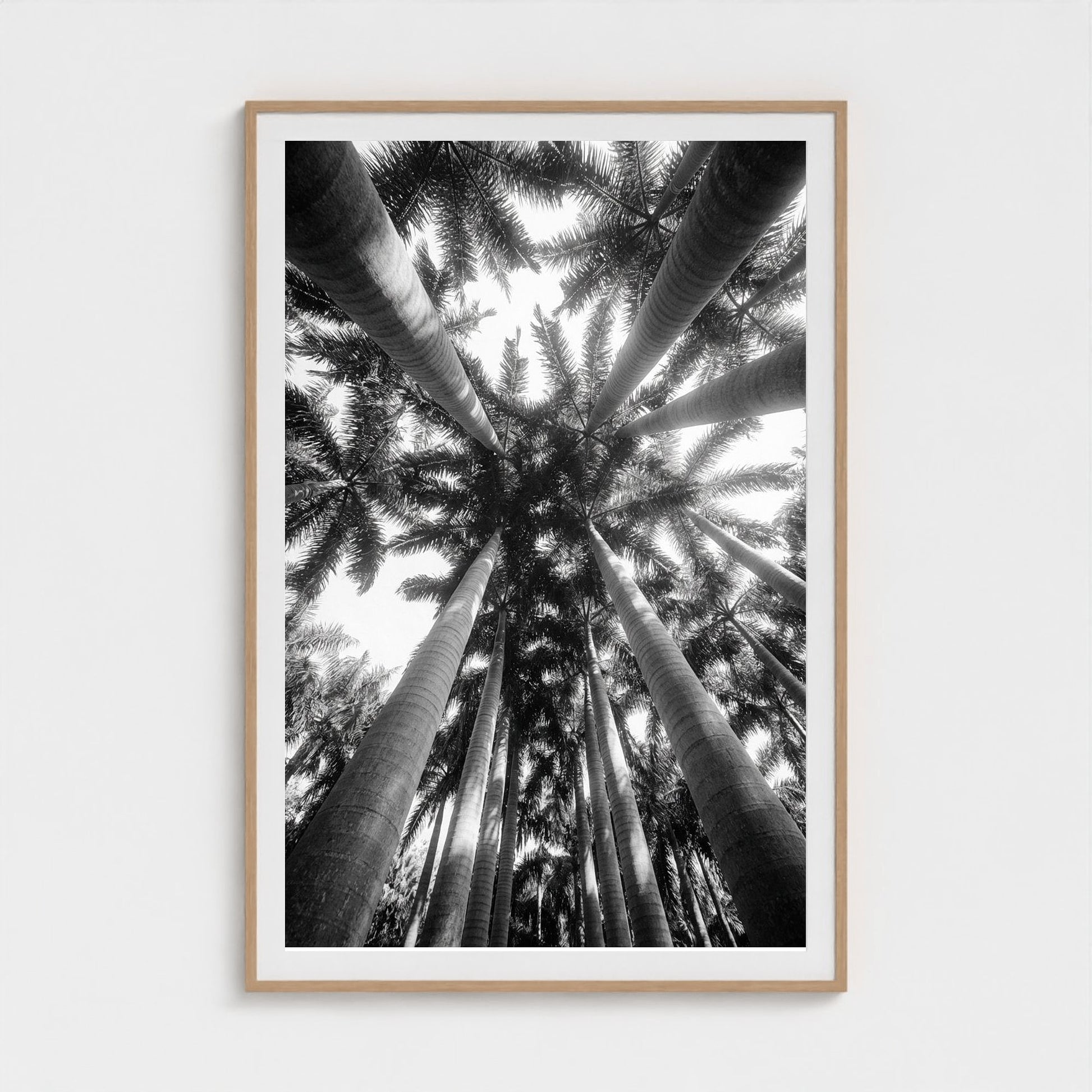 bw-palm-cathedral 40x60-natural frame frame