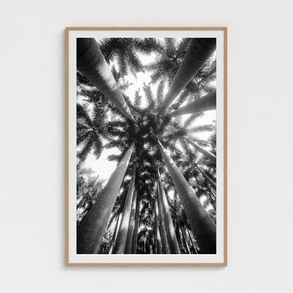 bw-palm-cathedral 40x60-natural frame frame