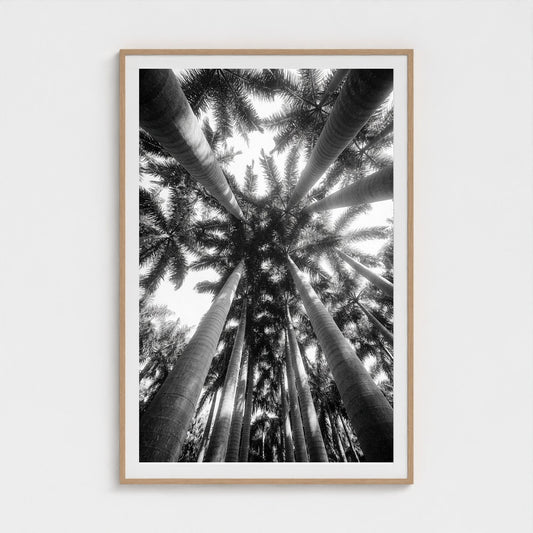 bw-palm-cathedral 40x60-natural frame frame