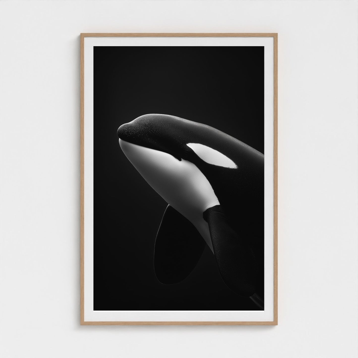 black-and-white-killer-whale-portrait-minimal-back-474a6497- 40x60-natural frame frame