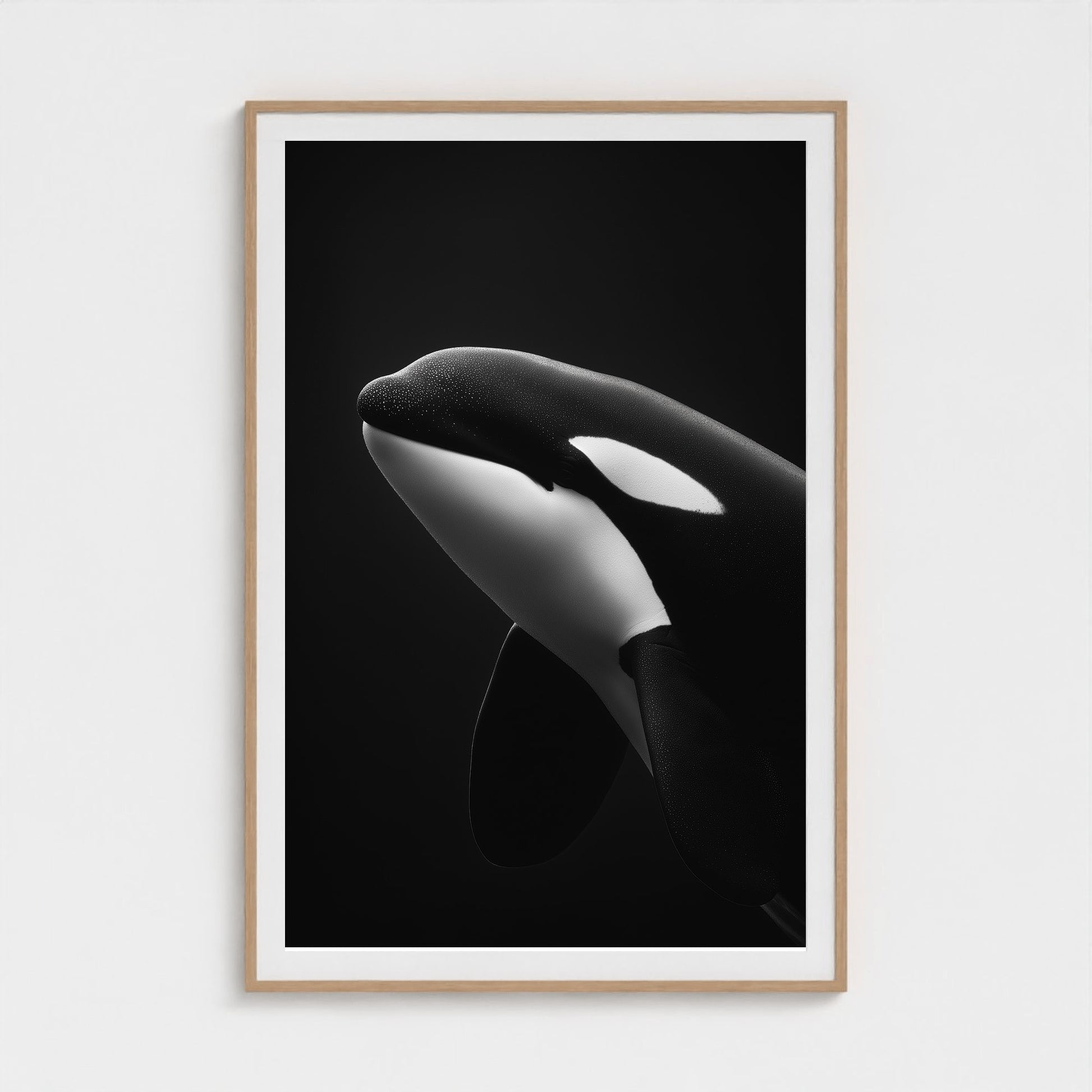 black-and-white-killer-whale-portrait-minimal-back-474a6497- 40x60-natural frame frame