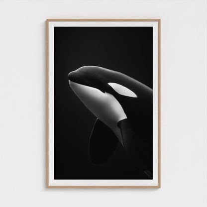 black-and-white-killer-whale-portrait-minimal-back-474a6497- 40x60-natural frame frame