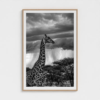 lone-giraffe 40x60-natural frame frame