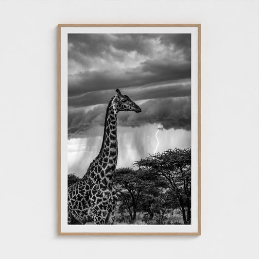 lone-giraffe 40x60-natural frame frame