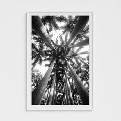 bw-palm-cathedral 40x60-white frame frame