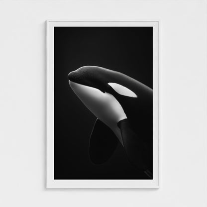 black-and-white-killer-whale-portrait-minimal-back-474a6497- 40x60-white frame frame