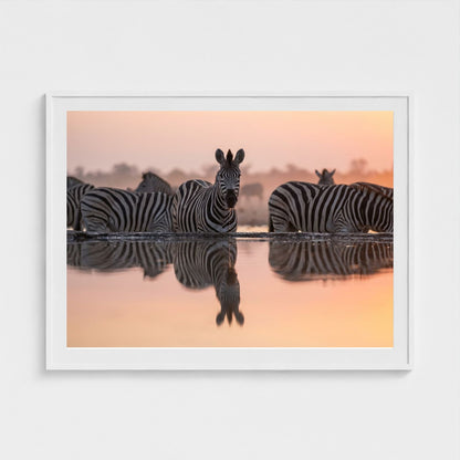watering-hole 48x36-white frame frame