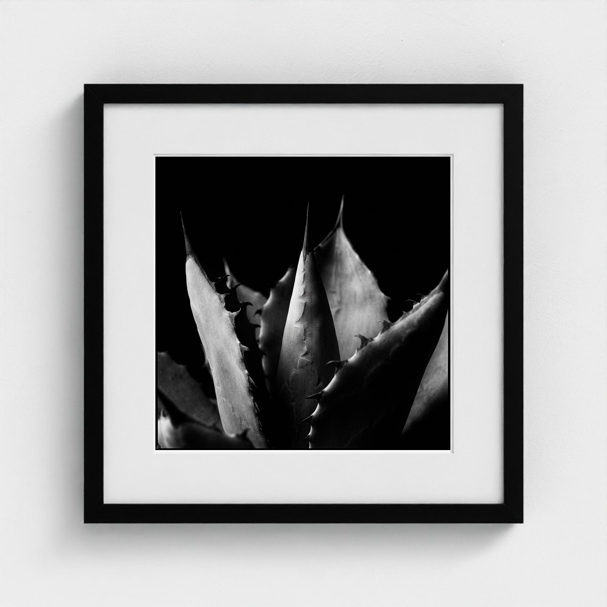 Agave — Sculpted Shadows 16x16 black frame