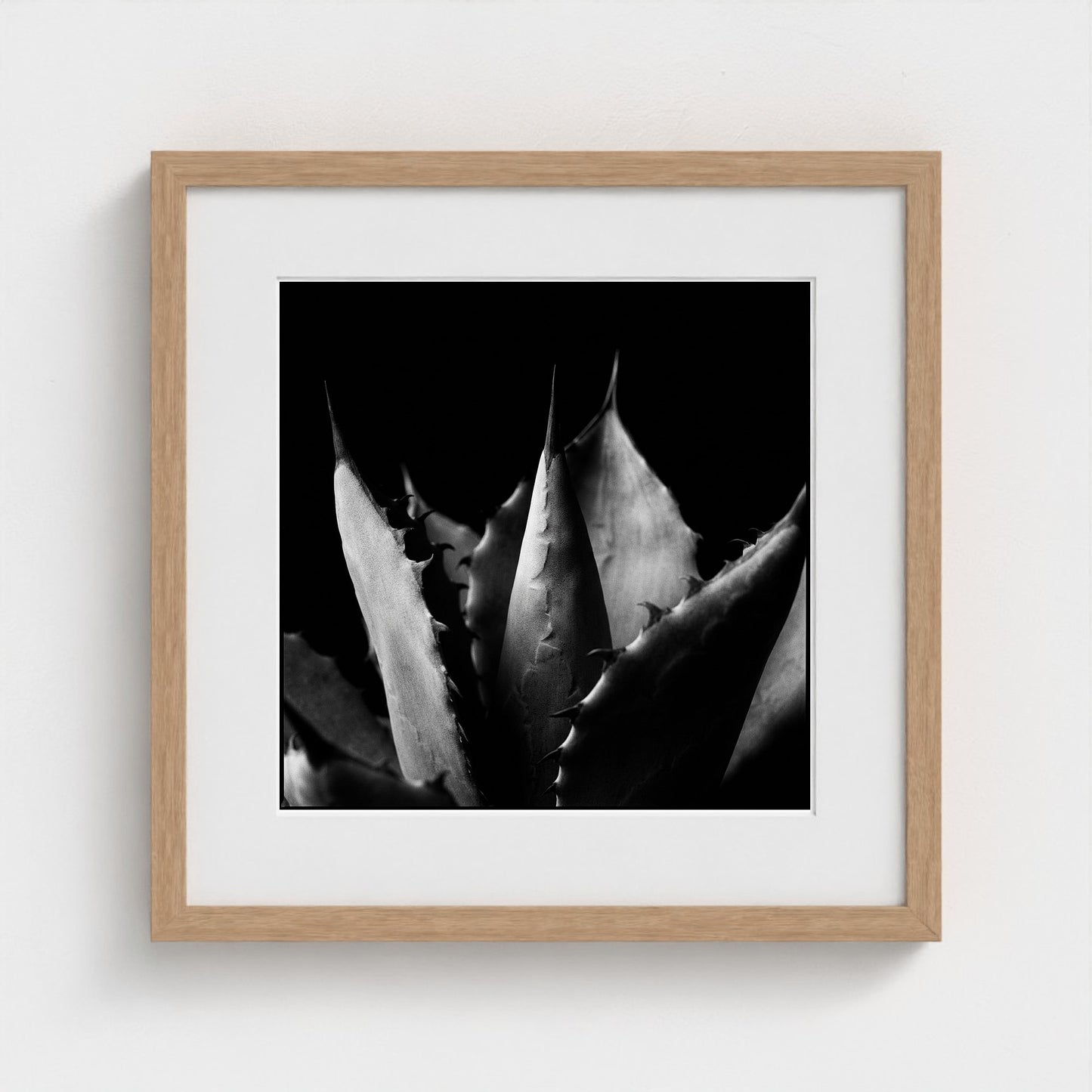Agave — Sculpted Shadows 16x16 natural frame