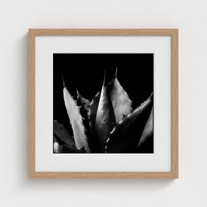 Agave — Sculpted Shadows 16x16 natural frame