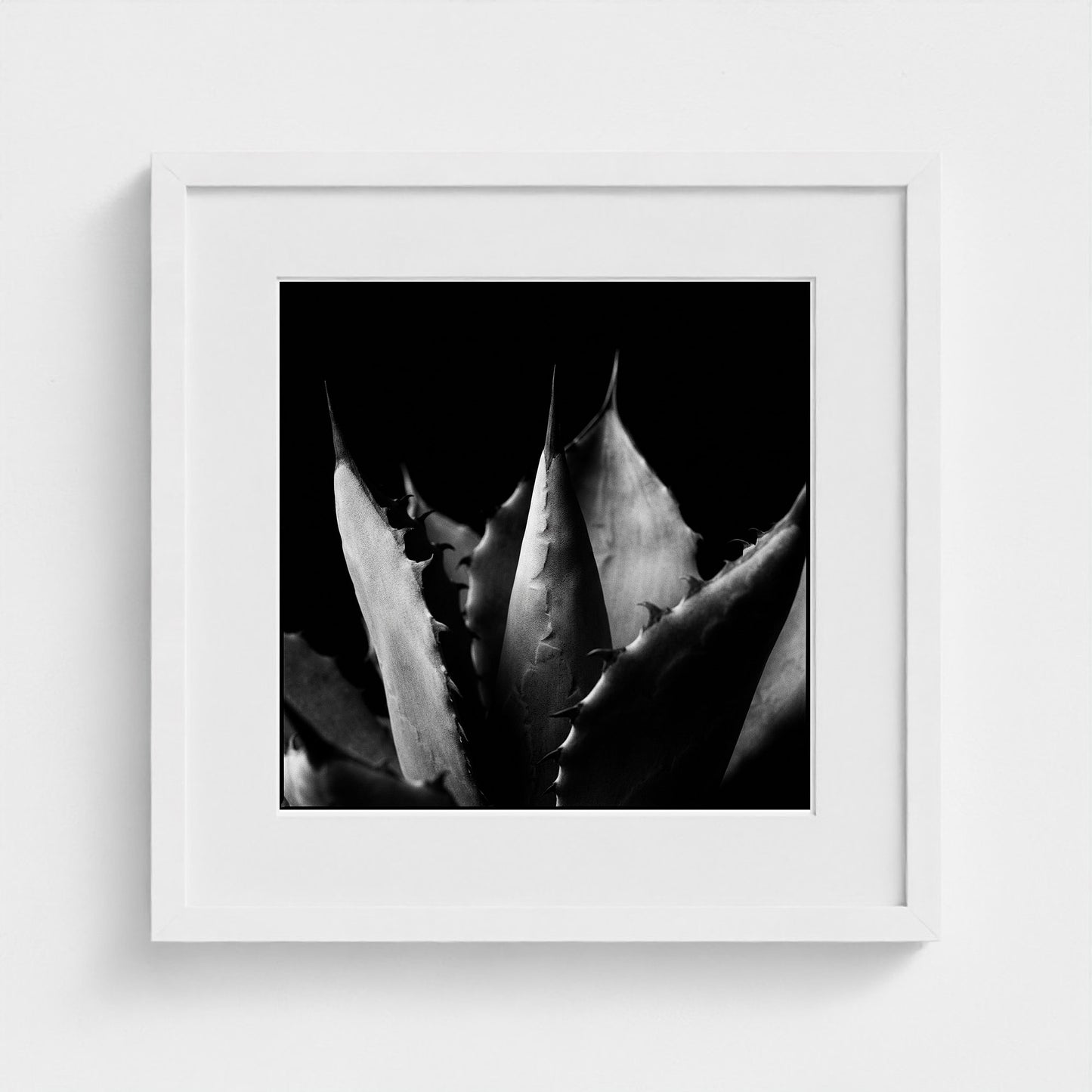Agave — Sculpted Shadows 16x16 white frame