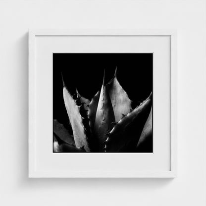 Agave — Sculpted Shadows 16x16 white frame