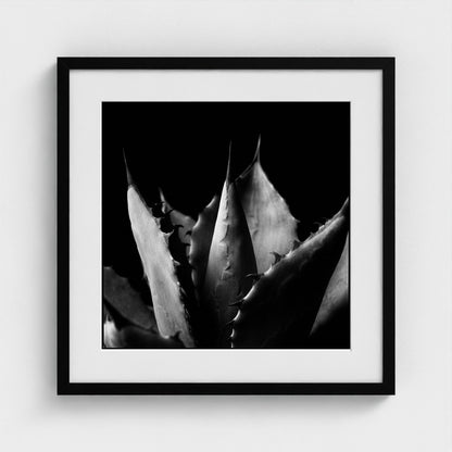 Agave — Sculpted Shadows 20x20 black frame