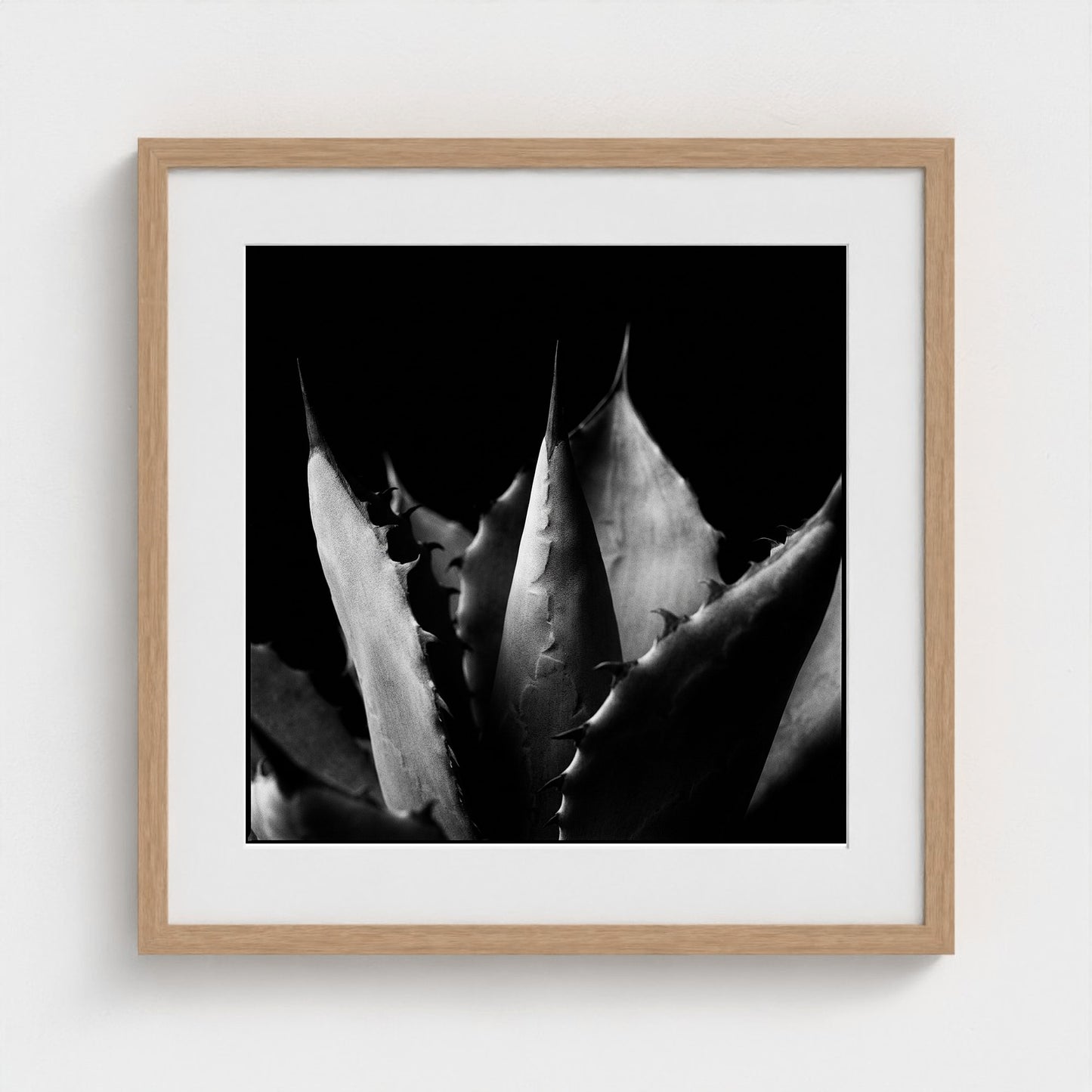 Agave — Sculpted Shadows 20x20 natural frame