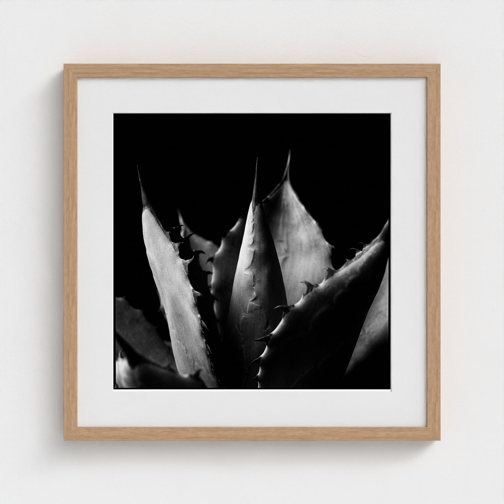 Agave — Sculpted Shadows 20x20 natural frame