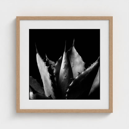 Agave — Sculpted Shadows 20x20 natural frame