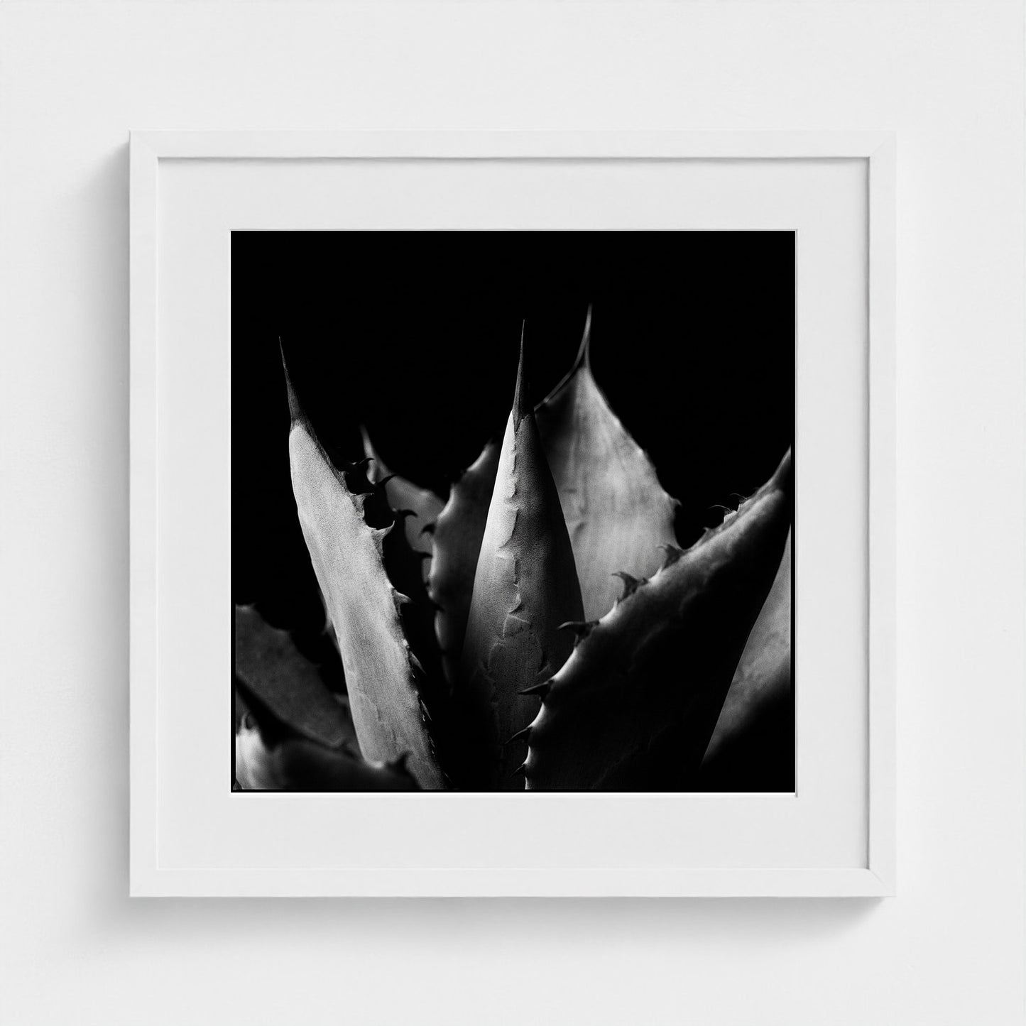 Agave — Sculpted Shadows 20x20 white frame