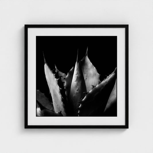 Agave — Sculpted Shadows 24x24 black frame