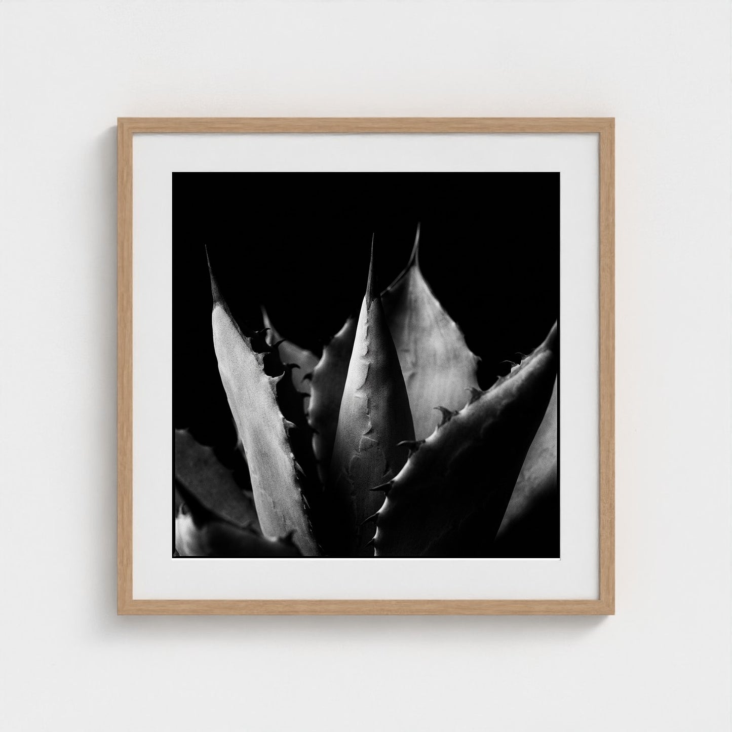 Agave — Sculpted Shadows 24x24 natural frame