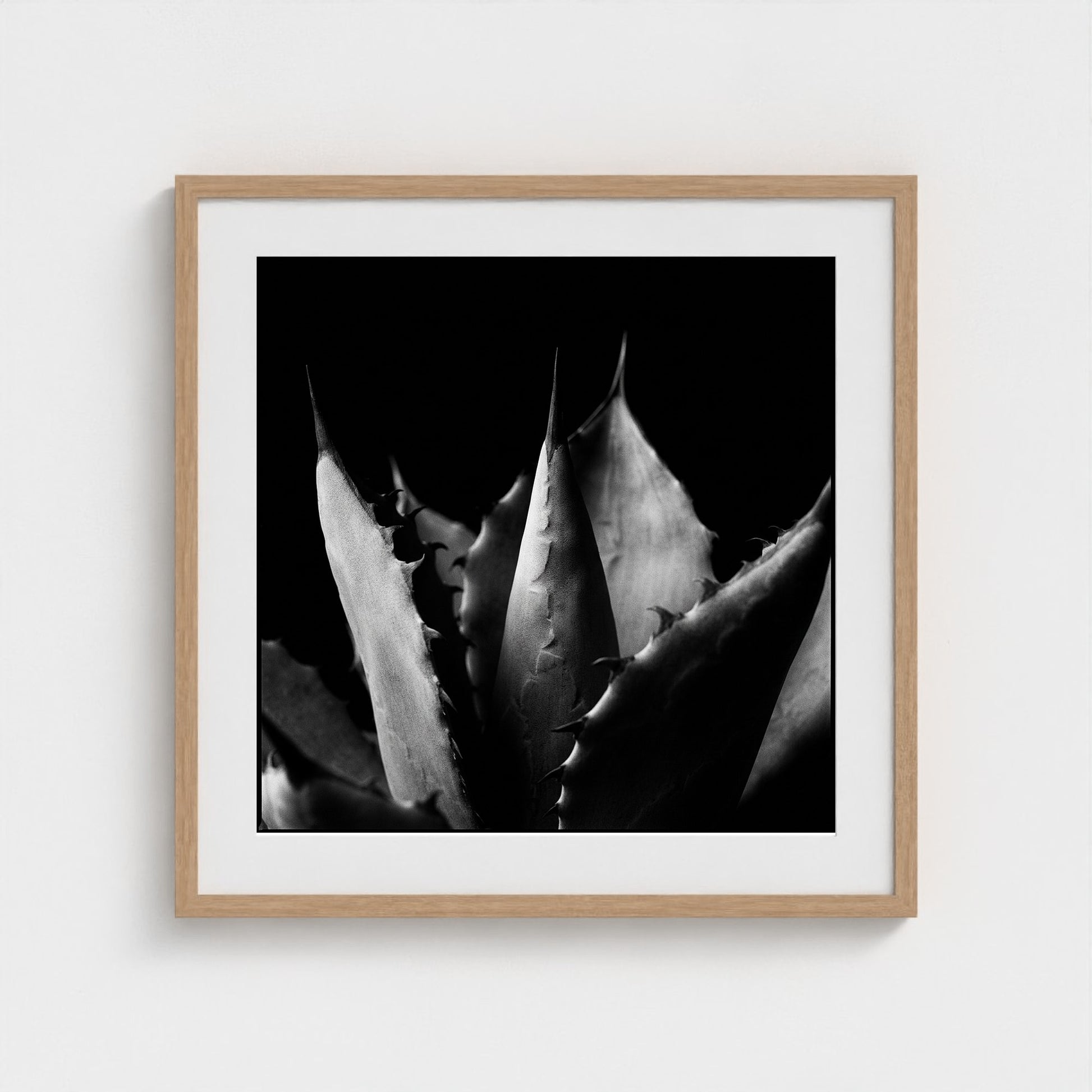 Agave — Sculpted Shadows 24x24 natural frame