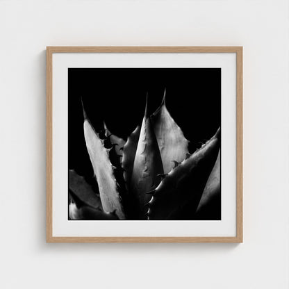 Agave — Sculpted Shadows 24x24 natural frame