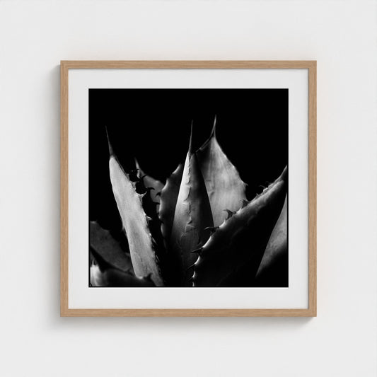 Agave — Sculpted Shadows 24x24 natural frame