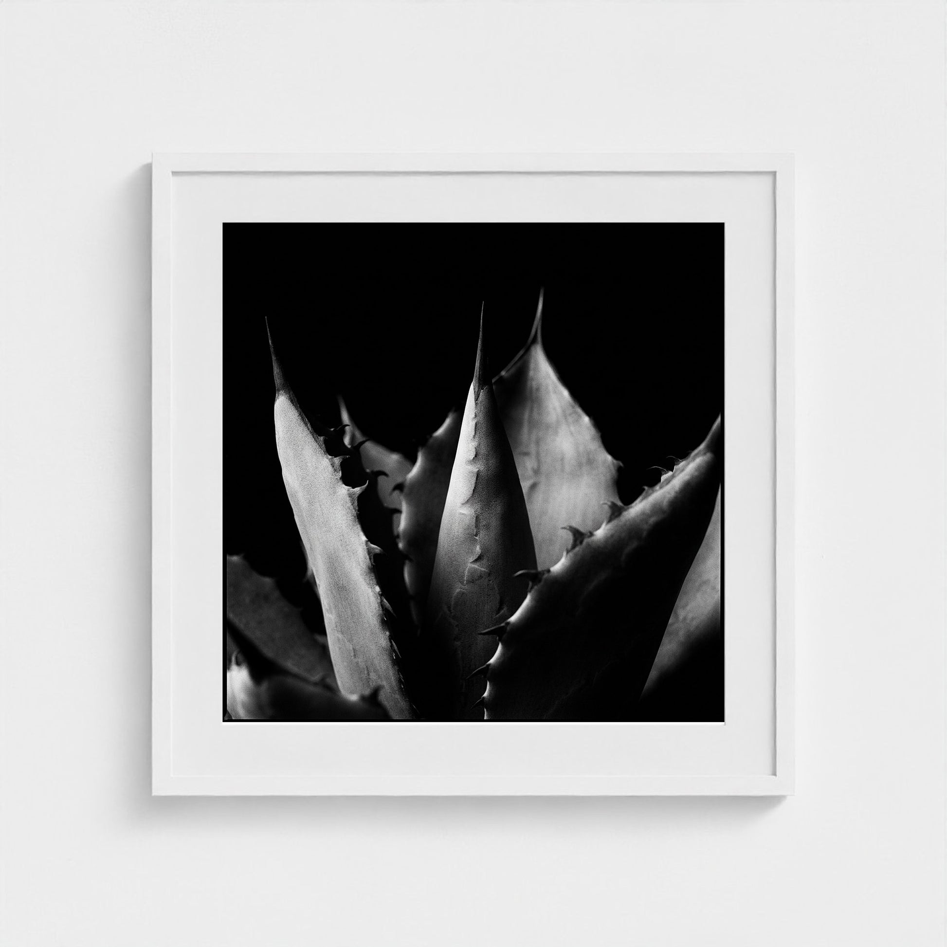 Agave — Sculpted Shadows 24x24 white frame