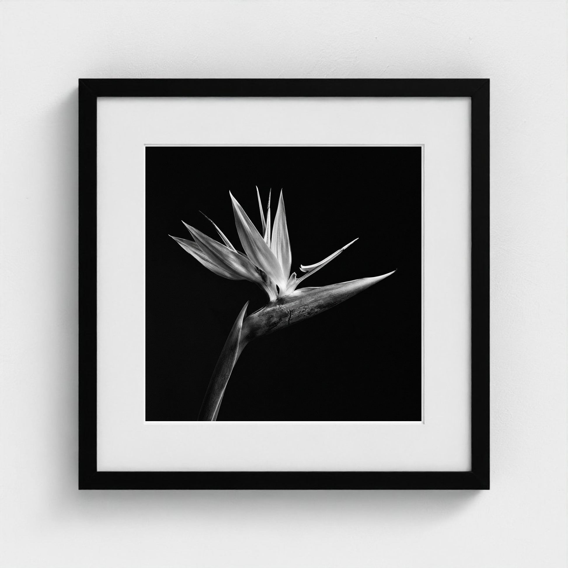 Bird of Paradise — Sculpted Shadows 16x16 black frame