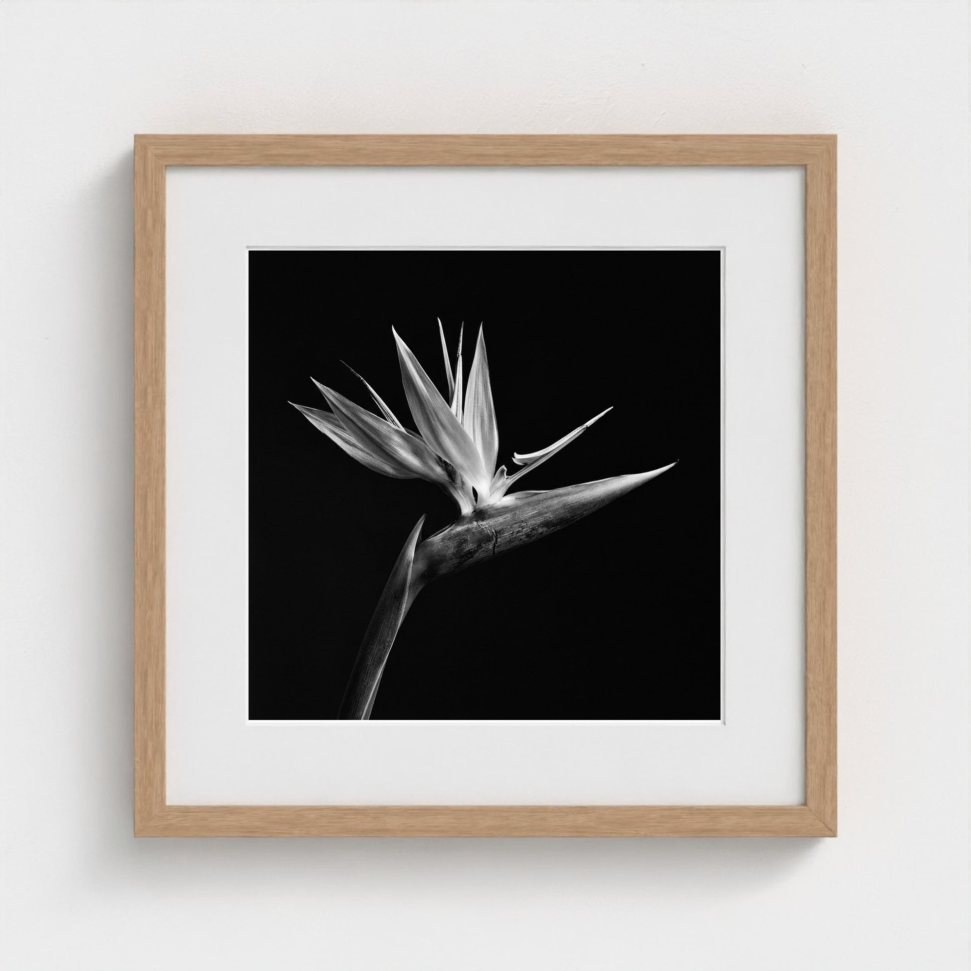 Bird of Paradise — Sculpted Shadows 16x16 natural frame