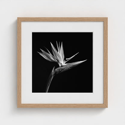 Bird of Paradise — Sculpted Shadows 16x16 natural frame