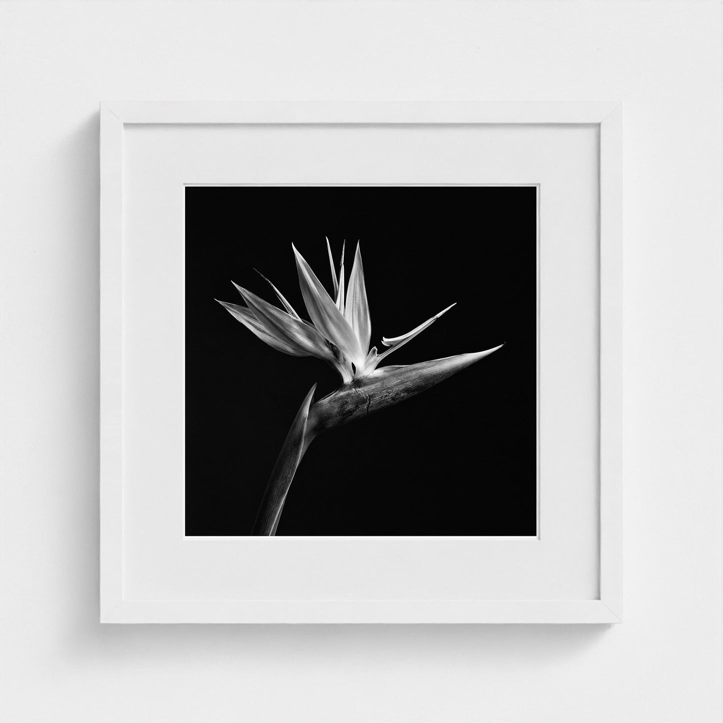 Bird of Paradise — Sculpted Shadows 16x16 white frame