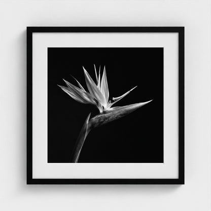 Bird of Paradise — Sculpted Shadows 20x20 black frame