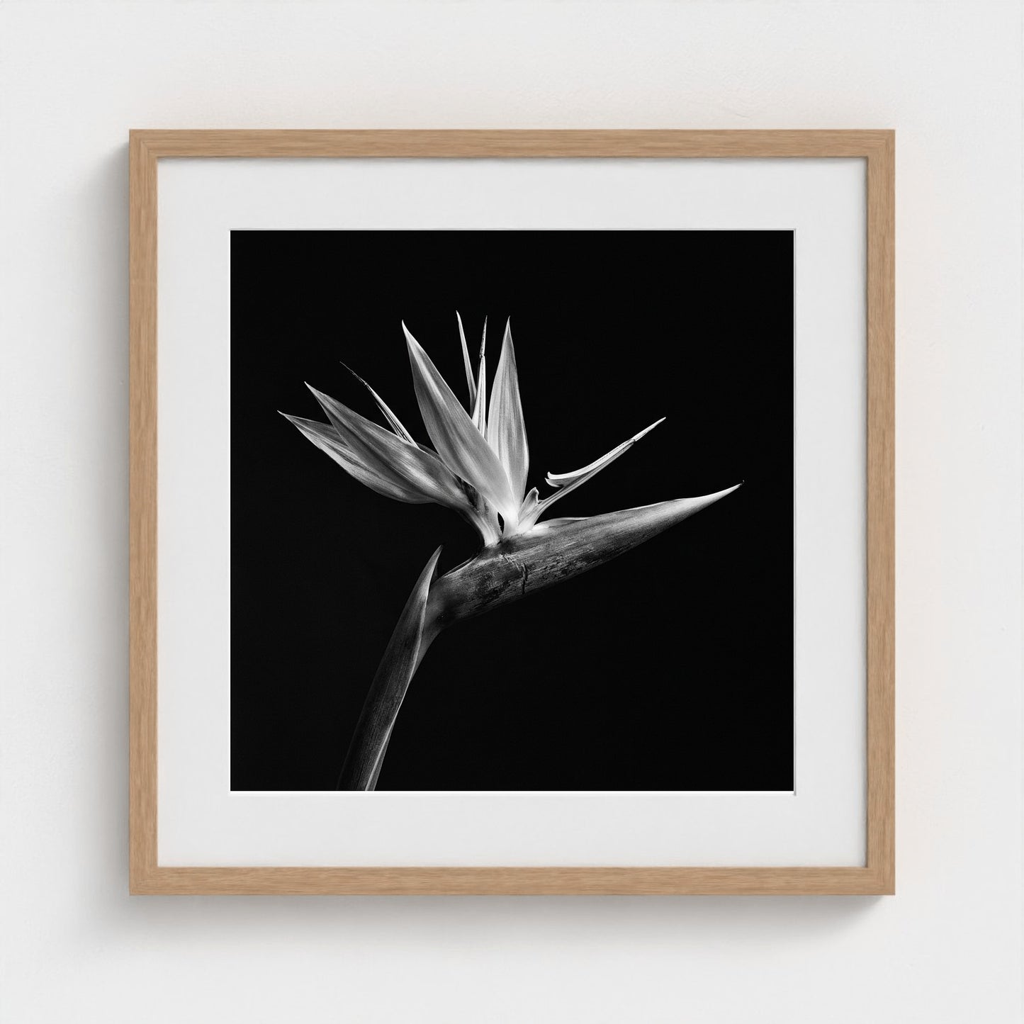 Bird of Paradise — Sculpted Shadows 20x20 natural frame