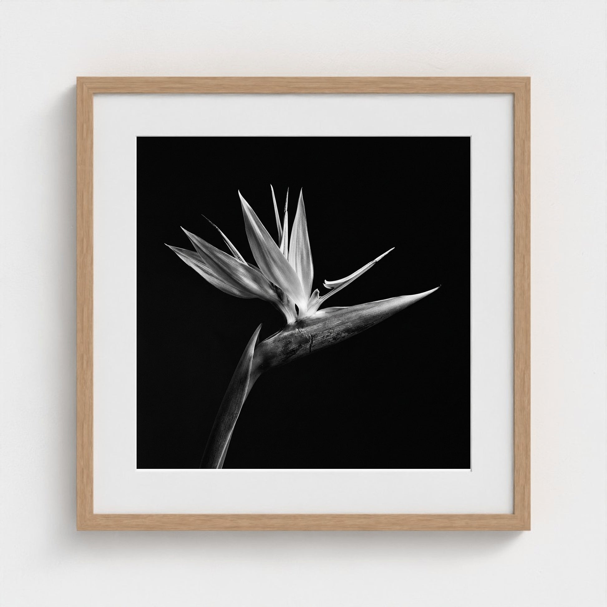 Bird of Paradise — Sculpted Shadows 20x20 natural frame
