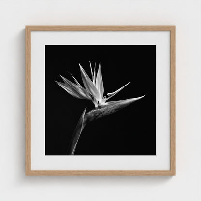 Bird of Paradise — Sculpted Shadows 20x20 natural frame