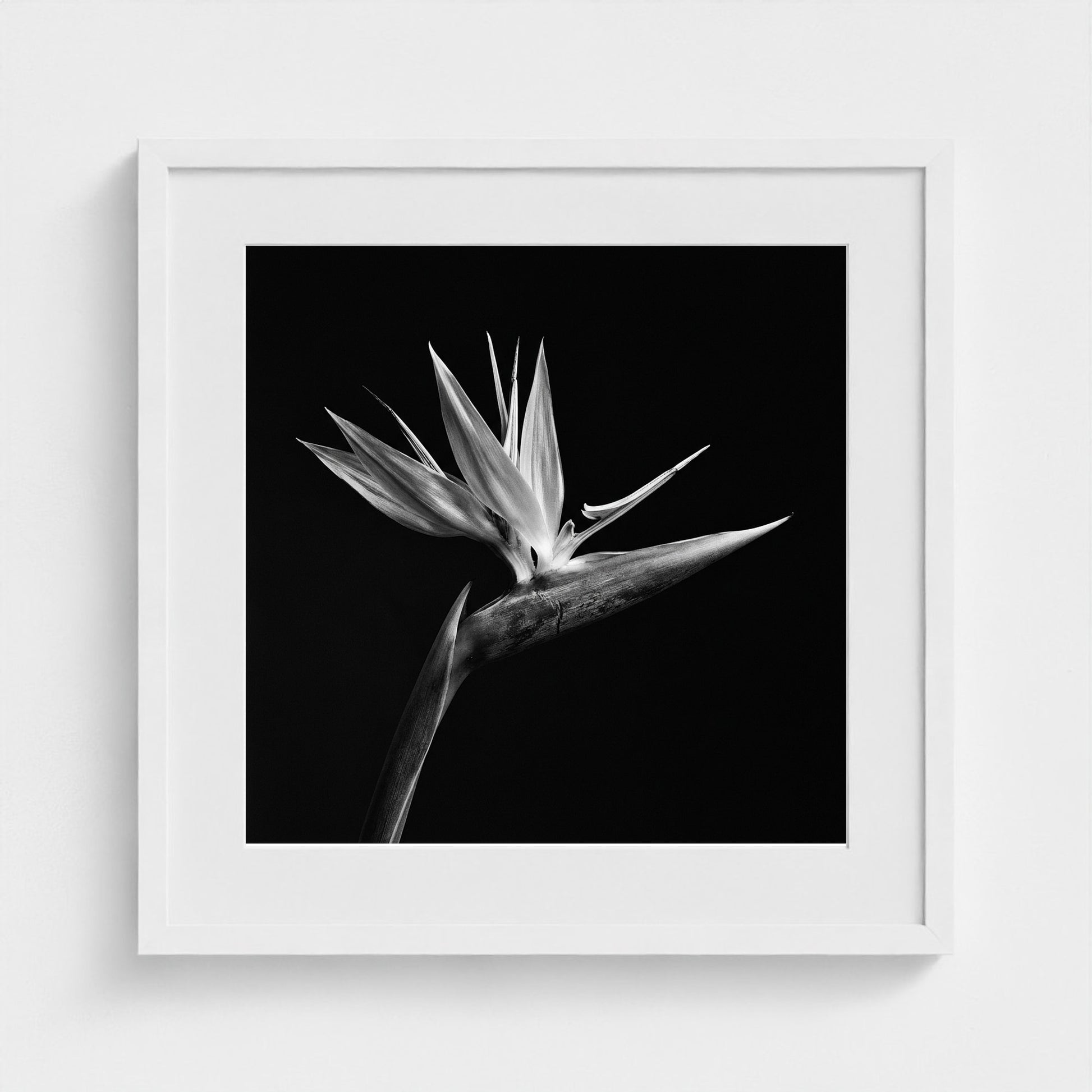Bird of Paradise — Sculpted Shadows 20x20 white frame