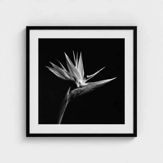 Bird of Paradise — Sculpted Shadows 24x24 black frame