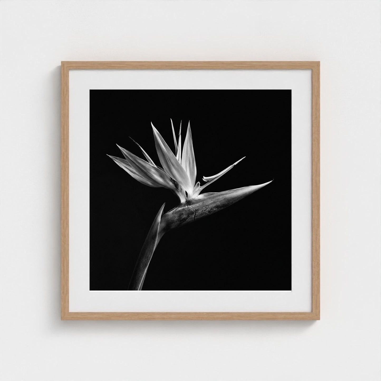 Bird of Paradise — Sculpted Shadows 24x24 natural frame