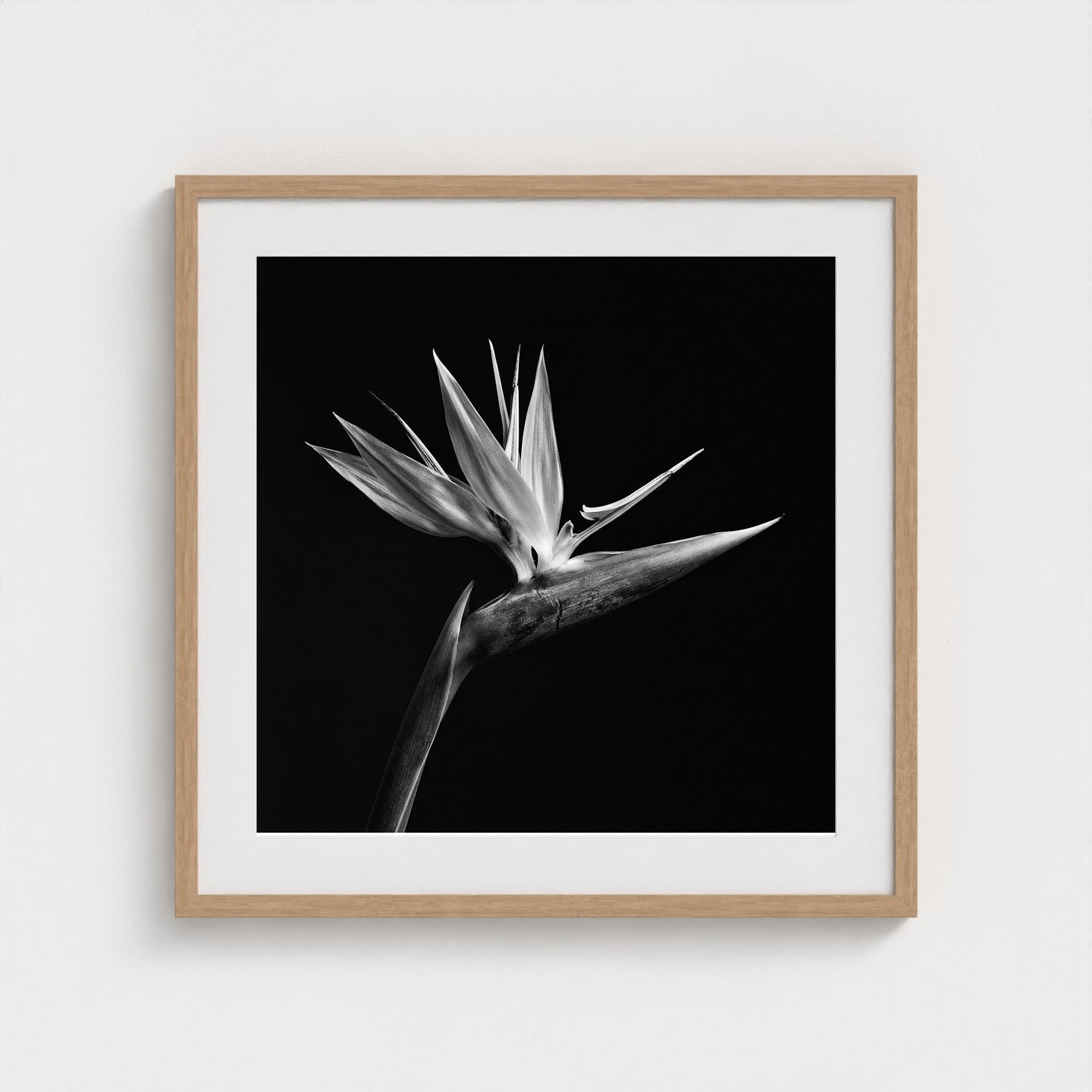 Bird of Paradise — Sculpted Shadows 24x24 natural frame