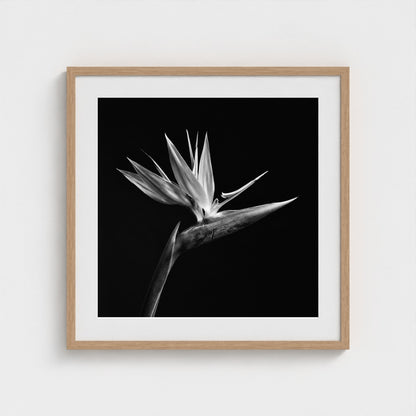Bird of Paradise — Sculpted Shadows 24x24 natural frame