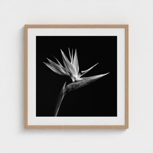 Bird of Paradise — Sculpted Shadows 24x24 natural frame
