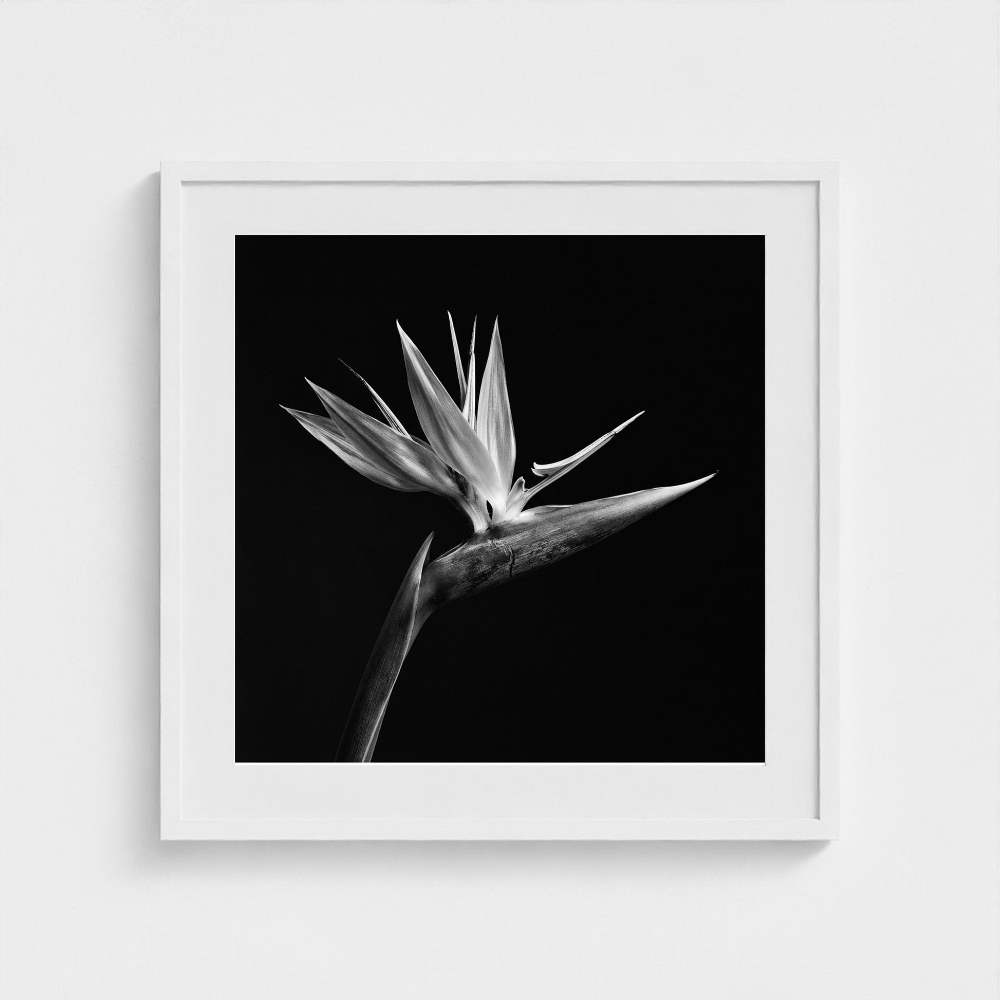Bird of Paradise — Sculpted Shadows 24x24 white frame
