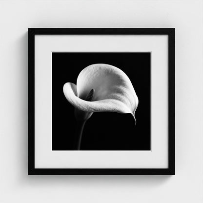 Calla Lily — Sculpted Shadows 16x16 black frame