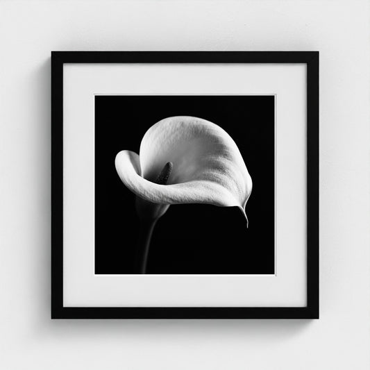 Calla Lily — Sculpted Shadows 16x16 black frame